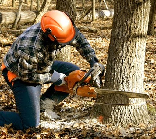 Tree Removal in Stuyvesant, NY